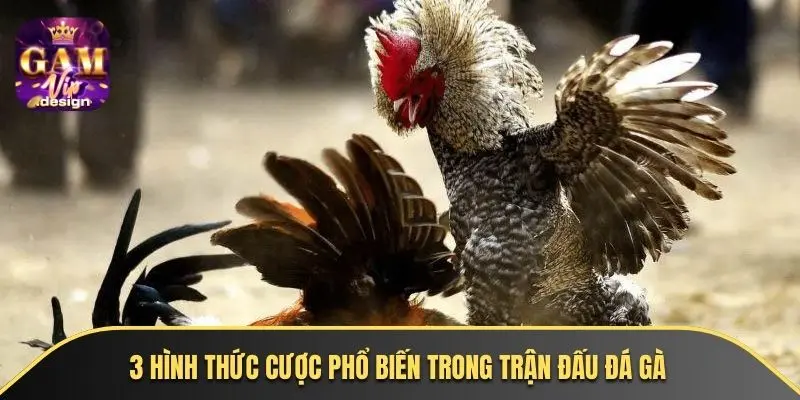 3 hình thức cược phổ biến trong trận đấu đá gà