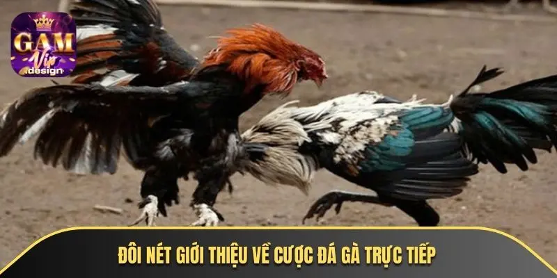 Đôi nét giới thiệu về cược đá gà trực tiếp