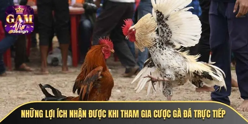 Những lợi ích nhận được khi tham gia cược gà đá trực tiếp