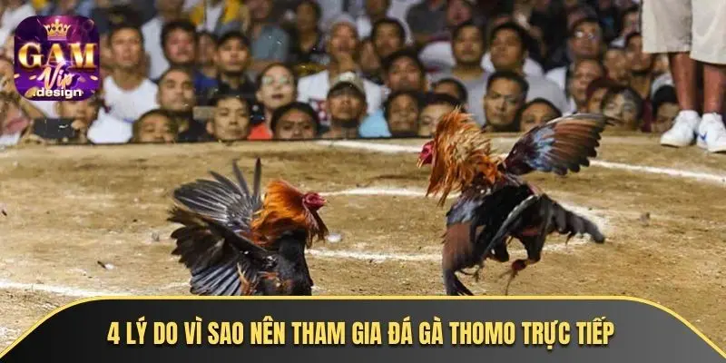 4 lý do vì sao nên tham gia đá gà thomo trực tiếp