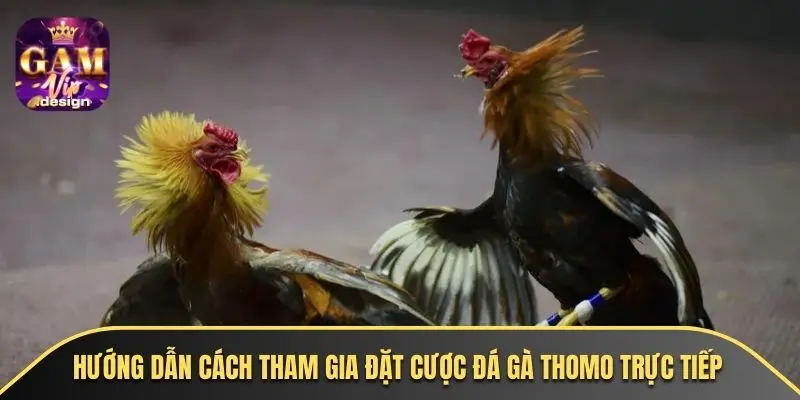 Hướng dẫn cách tham gia đặt cược đá gà thomo trực tiếp