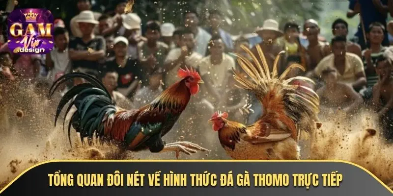 Tổng quan đôi nét về hình thức đá gà thomo trực tiếp